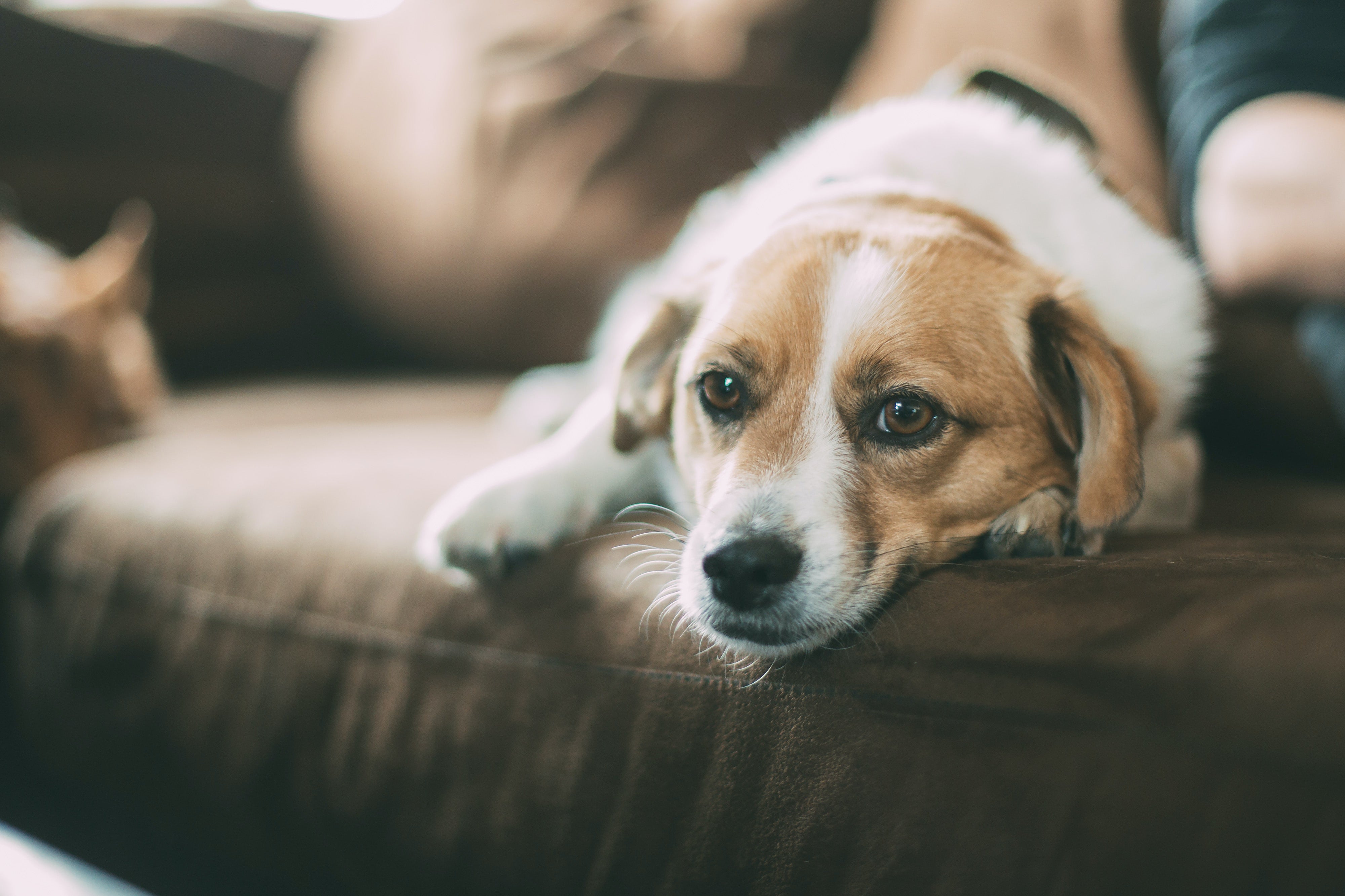 Pet Owner Reveals Her Best Secret For Keeping Your Pet Safe At Home Alone
